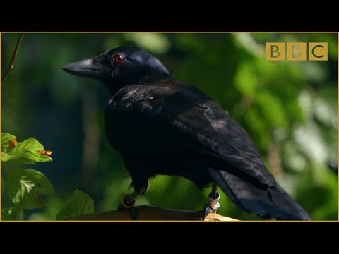 This Crow Is F*cking Brilliant