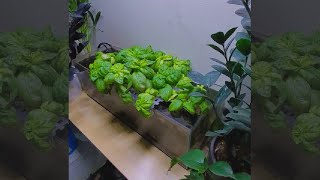 I turned my Fish Tank into a BASIL FARM (INFINITE SOURCE)
