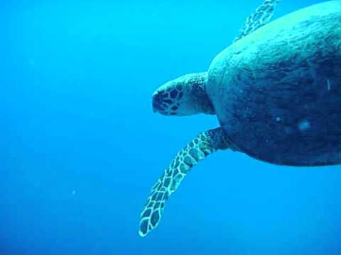 Schildkröte im Freiwasser, Abu Dabbab (Marsa Alam),Ägypten