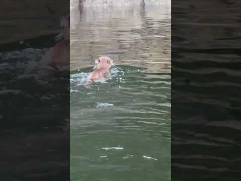 Swimming Cougar Shocks Boats Off BC Coast