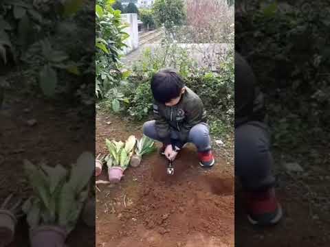 墓 植物