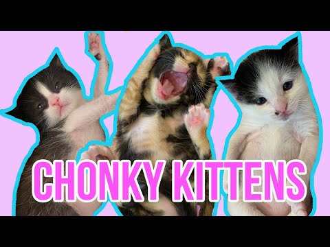 Cute Kittens Too Chunky to Roll Over!
