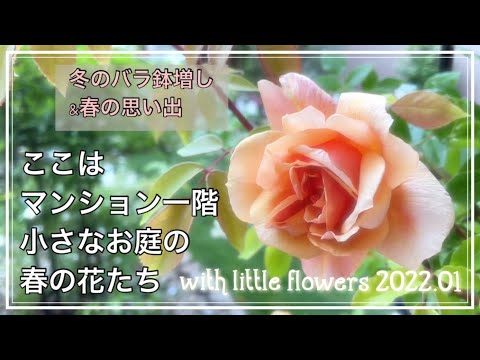 冬に庭で馬糞を使用するにはどうすればよいですか？利点、アドバイス、使用方法  庭園