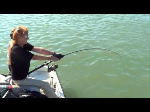 Big catfish 2m++,Grand Rhone France.Gros silure 2m++.Isabelle Groynne.