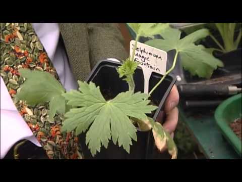 How to plant up border plants from Mr Fothergill's