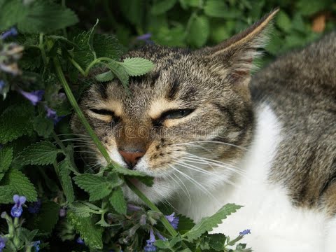 Is Catnip Dangerous for Your Cat?