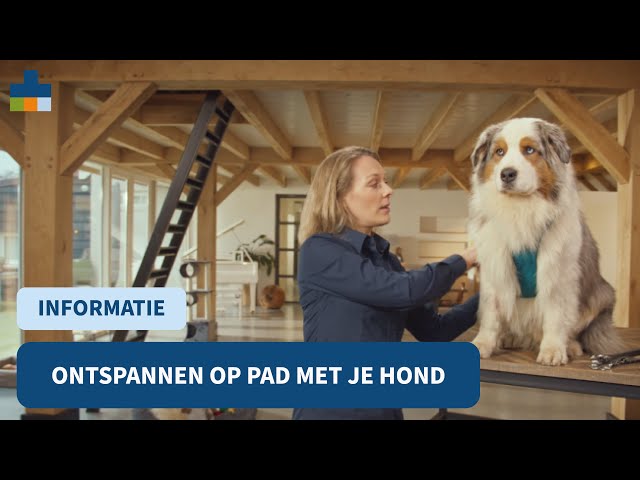 Hoe ontspannen op pad met je hond? - Medpets Dierenarts