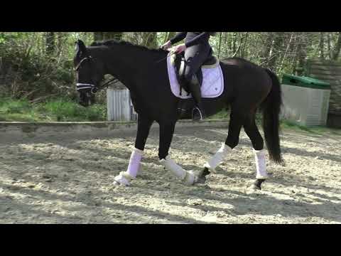 2016 stute von Lord Leatherdale Leicht angeritten brav mit überragender GGA