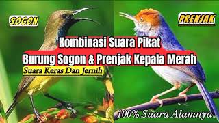 Download lagu Kombiasi Suara Prenjak Kepala Merah Dan Sogon || Suara Keras || Asli Suara Alam mp3 Download lagu Kombiasi Suara Prenjak Kepala Merah Dan Sogon || Suara Keras || Asli Suara Alam mp3