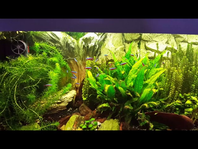 50 Gallon Planted tank. With Discus and a lot of Almond Leaves