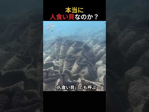 人食い貝と呼ばれるオオシャコガイ