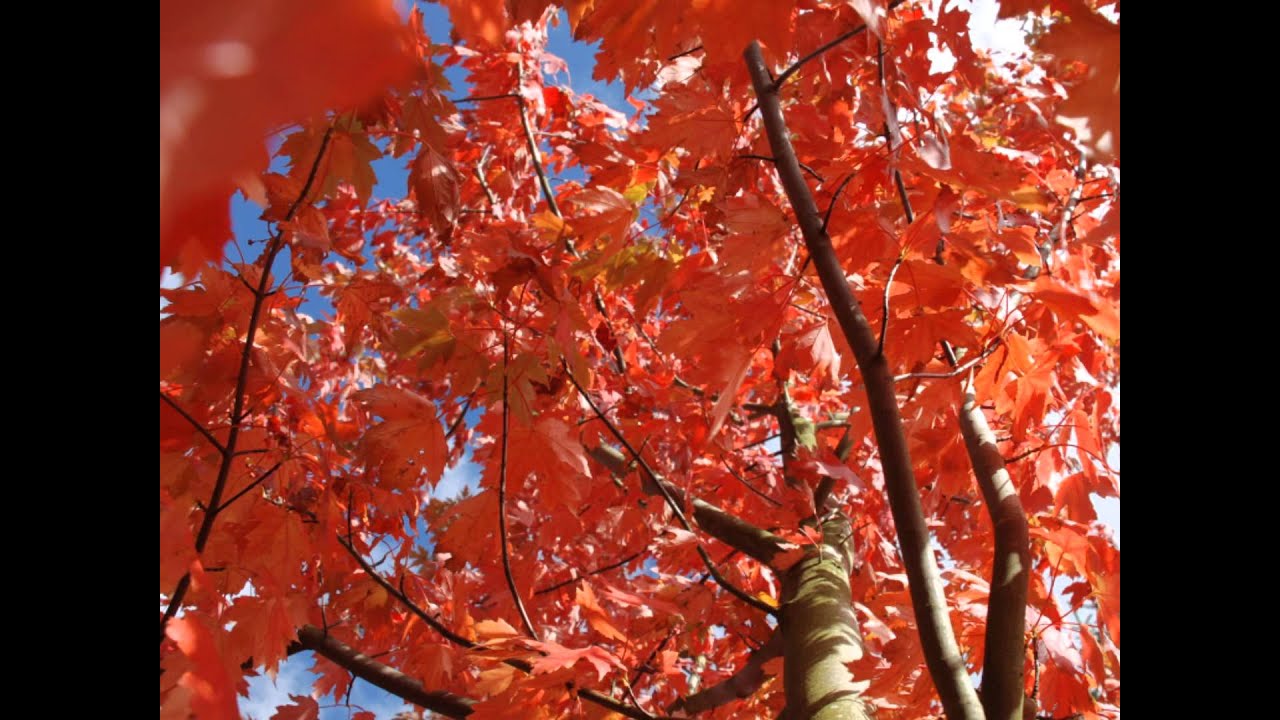 Acer x freemanii 'Autumn Blaze' - YouTube