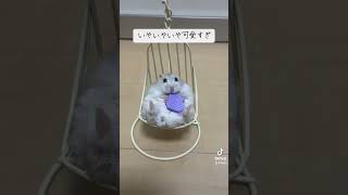 椅子に座ってお菓子を頬張るハムスターが可愛すぎる