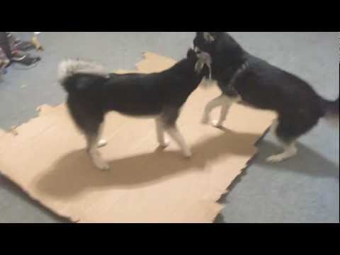 Katya and Safiya Wrestle