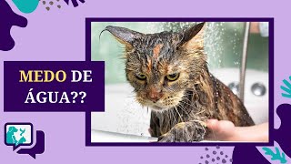 Gato com medo de água, Será?