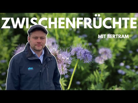 Von Experten für Profis –  Zwischenfrüchte – Nährstoffspeicherung und Wasserentzug