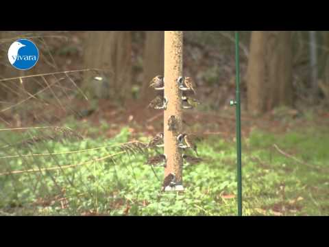 Vivara Riesen- Futtersäule 123 cm