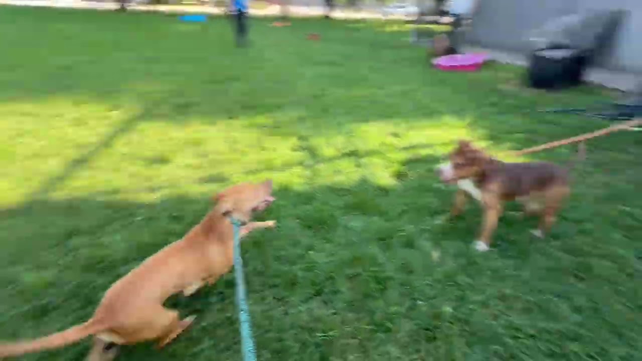 Barrel's Leash Test 3