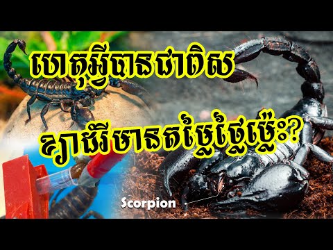 Exploring the Enigmatic World of Scorpions: Nature's Armored Predators វដ្តជីវិតរបស់សត្វខ្យាដំរី
