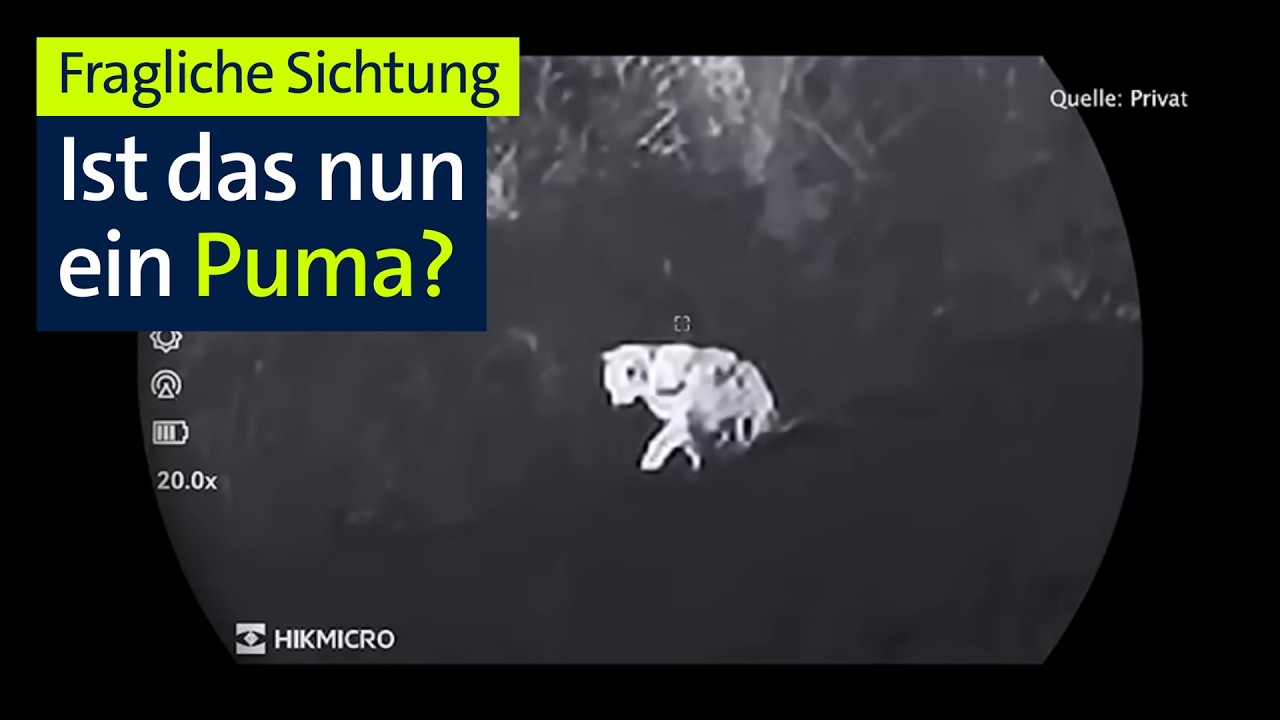 Spekulation über Puma bei München: Was ist bekannt? | BR24