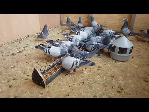 Porumbei voiajori - Lotul de reproductie - Odhnitorile royale montate