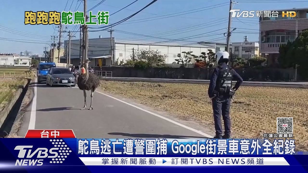 台灣特殊街景!鴕鳥逃亡被Google車拍下 員警圍捕全入鏡
