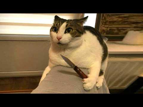 Unexplained cat behavior
