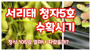 서리태 청자5호 수확시기 심은지 4개월 [콩재배방법]