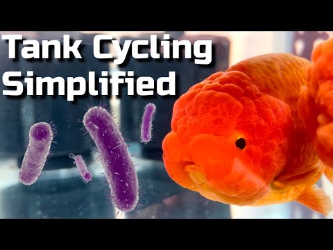 How to quickly cycle an aquarium - the nitrogen cycle within your tank