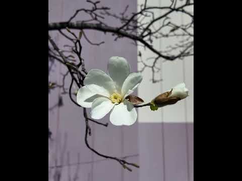 看護学科 こぶしの花 #青森中央学院大学 #青森中央短期大学 #こぶしの花