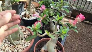 Como eu crio galinhas no jardim de Rosas Do deserto