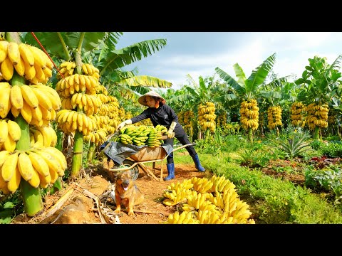 Harvest Bananas Go To The Market To Sell – Cooking – Gardening – Animal Farming| Tieu Lien Harvest