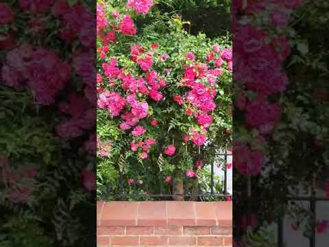 Beautiful flowers in my home cooking with firdous baji