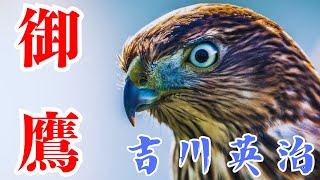 【睡眠作業用朗読】吉川英治AudioBook『御鷹』　 読み手七味春五郎　　発行元丸竹書房