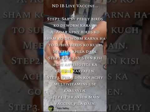 , title : 'ND IB Live Vaccine...  Racing Pigeons'