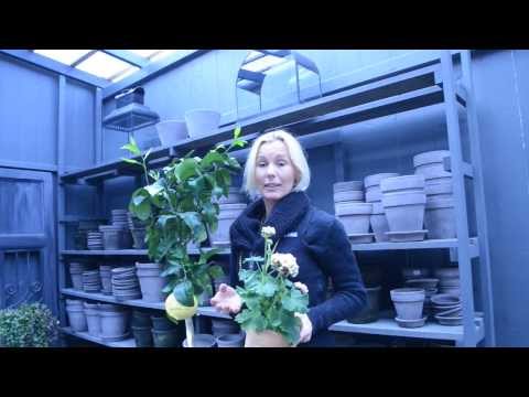 Victoria Skoglund i Nyhetsmorgon lördag 15 mars