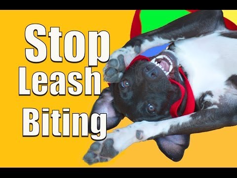 How To Stop PUPPY BITING on a Leash!