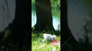 Download lagu Mari ber sholawat  #short #sholawatnabi #bebek mp3