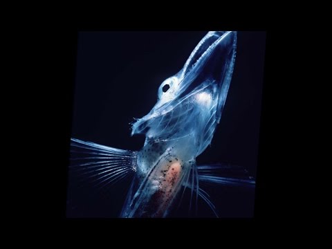 Biodiversité des espèces et évolution