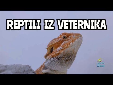 Oaza ep.99 - Gmizavci iz Veternika