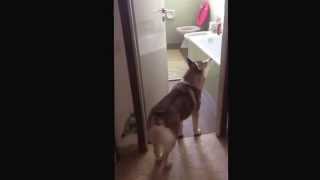 husky sees ghost incredible shock