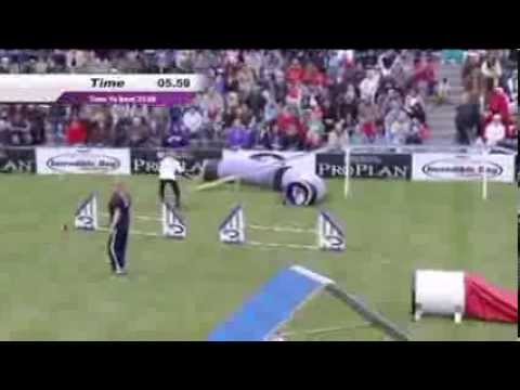 2013 IDC National Championships - Preview of Small Dog Agility