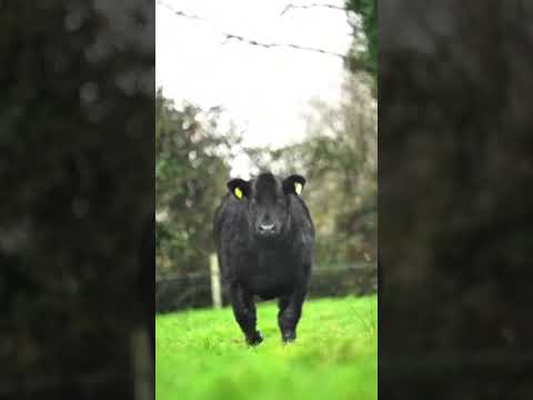 Lot 427 Ck on Shannon Winter fair - Image 2