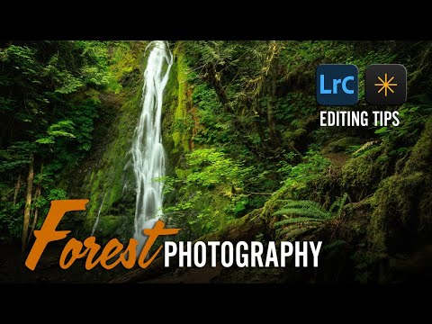 Editing Your Forest Photography With Lightroom & Luminar Neo