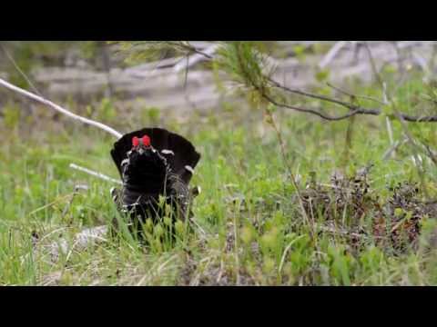Spruce Grouse courtship