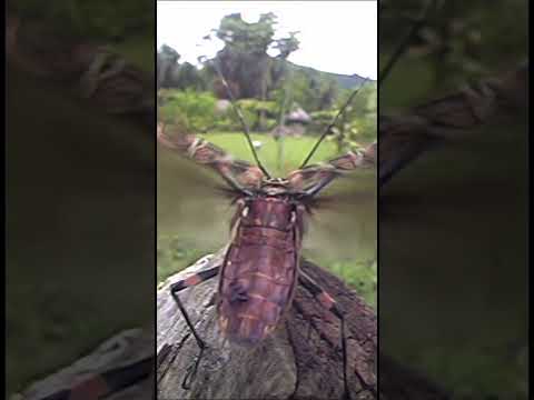 カニムシ、飛行機に乗る