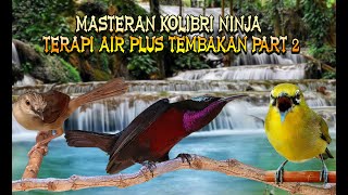 Download lagu Masteran kolibri ninja terapi air plus tembakan part 2 mp3