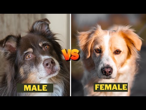 Male Australian shepherd Vs Female Australian shepherd Dog - Key Differences