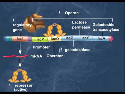 The Lac Operon  Induction of Genes HD Animation
