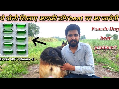 Female dog ko Heat mein lane ka 100% tarika | Dog ko heat me kaise laye | Dog heat problem